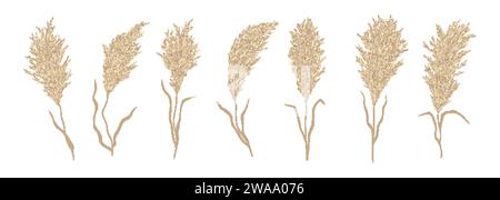 Pampas Grass Golden Vector Illustration Panicle Cortaderia Selloana South  America Floral Ornamental Grass Feathery Flower Head Plumes Used In Flower  Arrangements Ornamental Displays Decoration Stock Illustration - Download  Image Now - iStock