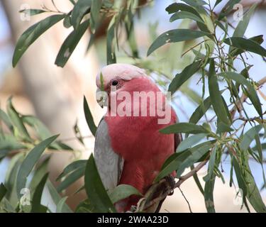 Australian Galah feeding in a gum tree. Stock Photo