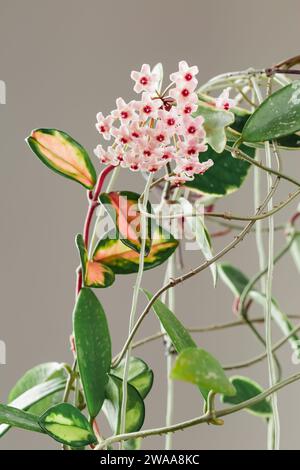 Hoya Carnosa Tricolor Potted Plant in Bloom. Hoya Krimson Queen Pink Flowers. Porcelain Flower or Wax Houseplant Inflorescences. Stock Photo