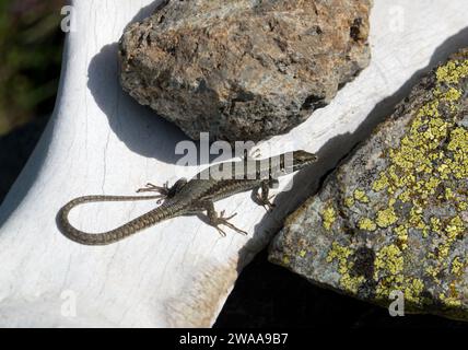 Common Wall Lizard on a white stone, a rocky habitat Stock Photo