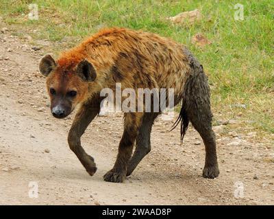 a spotted  hyena walking in the road on safari in ngorongoro crater, tanzania,  east africa Stock Photo