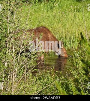 a cow  moose drinking from a pond in summer in yellowstone national park, wyoming Stock Photo