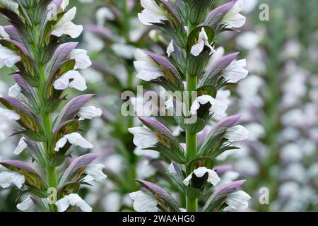 Acanthus hungaricus, Bear's Breech, flower spikes with white flowers, covered by a purplish hood, Stock Photo