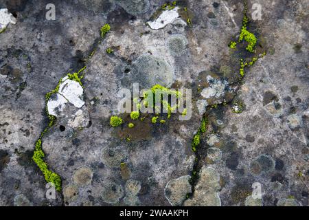 Close-up of moss grown on a low wall Stock Photo