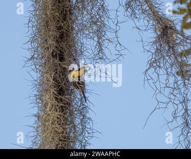 A yellow-throated warbler perched on Spanish moss. Stock Photo