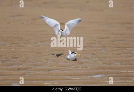 Little tern Sterna albifrons, pair bonding on wet sandy beach, male with fish for female. June. Stock Photo