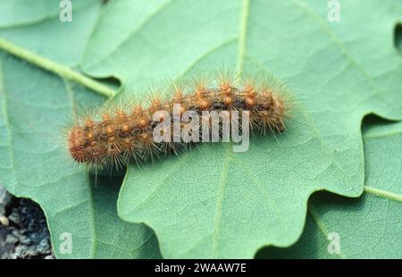 Muslin moth (Diaphora mendica) is a moth native to Europe. Caterpillar. Stock Photo