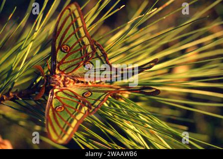 Spanish moon moth (Graellsia isabellae) is a moth endemic to Spain and France. Adult. Stock Photo