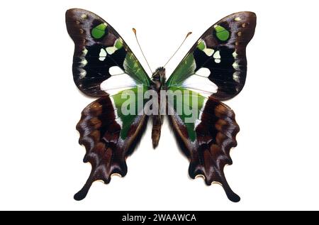 Purple spotted swallowtail (Graphium weiskei) is a butterfly native to New Guinea. Adult, ventral side. Stock Photo