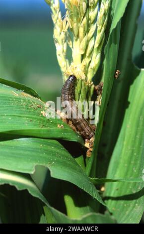 Corn earworm (Helicoverpa armigera armigera) is a moth native to central and southern Europe, Africa and temperate Asia. Caterpillar feeding on corn. Stock Photo