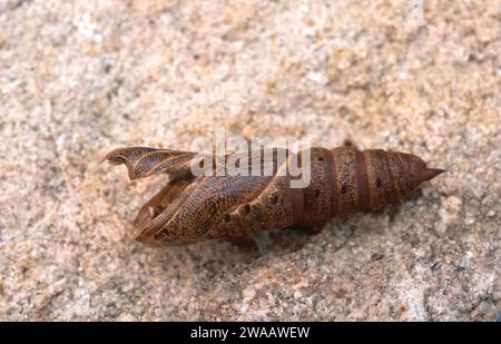 Spurge hawk-moth (Hyles euphorbiae) is a moth native to Europe. Pupa. Stock Photo
