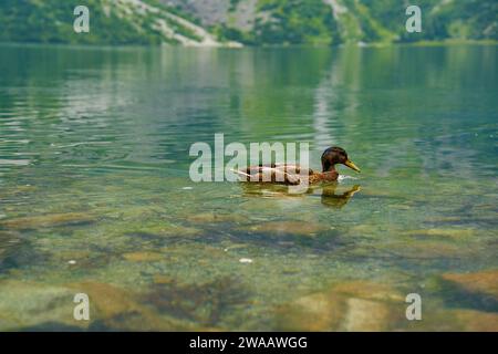 Mallard duck swimming in mountain lake. Beautiful nature landscape. Tatra National Park in Poland. Morskie Oko or Sea Eye lake in Five lakes valley Stock Photo