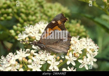 European beak (Libythea celtis) is a butterfly native to southern Europe, northern Africa and part  of Asia. Stock Photo