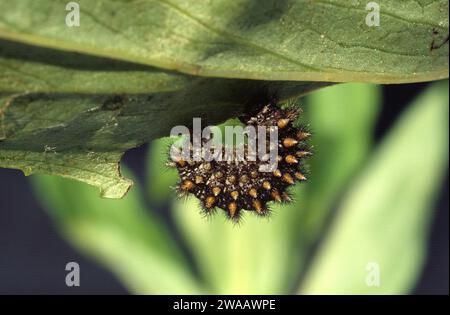 Heath fritillary (Mellicta athalia or Melitaea athalia) is a butterfly native to Eurasia. Caterpillar. Stock Photo