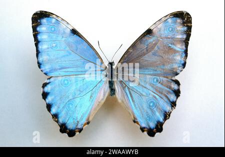 morpho-portis-is-a-butterfly-