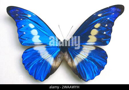 Helena morpho (Morpho rhetenor helena) is a butterfly native to Amazon. Adult, dorsal side. Stock Photo