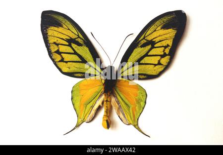 Paradise birdwing (Ornithoptera paradisea arfakensis) is a butterfly ...