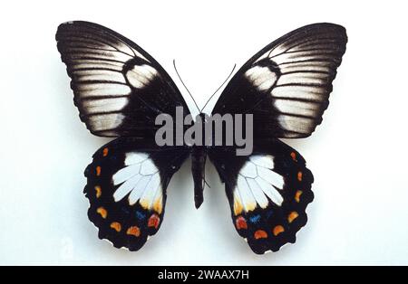 Orchard swallowtail butterfly (Papilio aegeus) is a butterfly native to Papua New Guinea and Australia. Female, dorsal side. Stock Photo