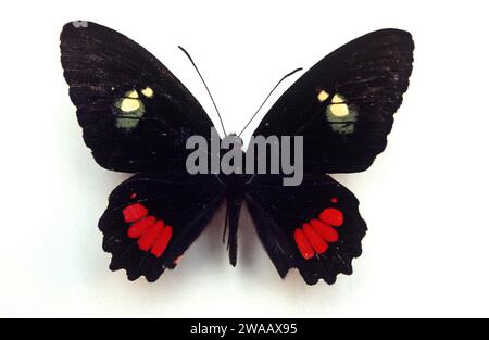 Transandean cattleheart (Parides iphidamas) is a butterfly native to tropical America. Adult, dorsal side. Stock Photo