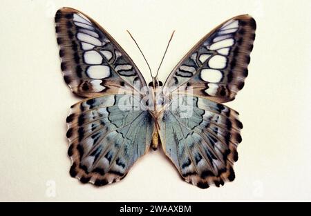Clipper (Parthenos sylvia) is a butterfly native to southeastern Asia. Adult, ventral side. Stock Photo