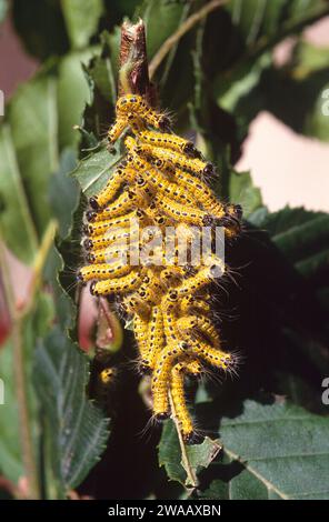 Buff-tip (Phalera bucephala) is a moth native to Europe and part of Asia. Caterpillars. Stock Photo
