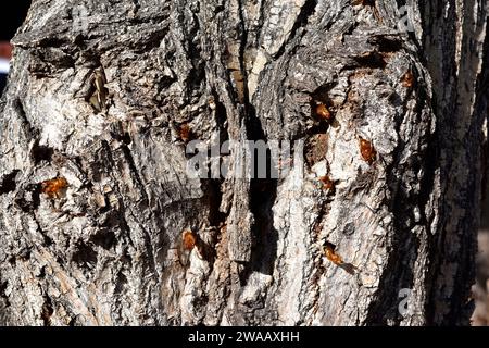 Hornet moth (Sesia apiformis) is a mimic moth native to Europe and Middle East. Chrysalis emerging on a poplar tree trunk. Stock Photo