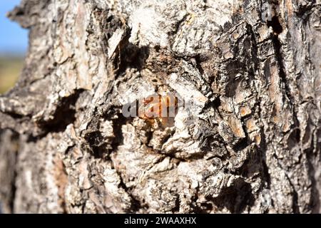 Hornet moth (Sesia apiformis) is a mimic moth native to Europe and Middle East. Chrysalis emerging on a poplar tree trunk. Stock Photo