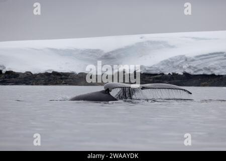 A mother and calf pair of humpback whales. Stock Photo