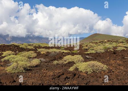 Lava landscape in Malpais de Guimar badlands, Puertito de Guimar, Tenerife, Spain Stock Photo