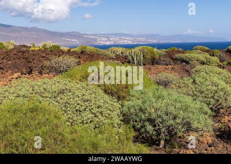 Variety of plants at Malpais de Guimar badlands, Puertito de Guimar, Tenerife, Spain Stock Photo