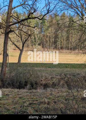 Trees in park near Erfurt, germany Stock Photo