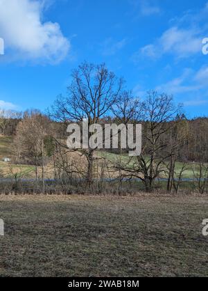 Tree in a Park near Klettbach Stock Photo