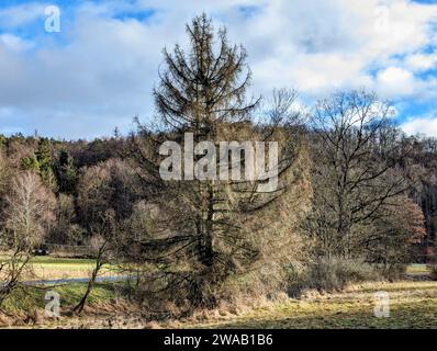 Tree in Park near Erfurt Stock Photo