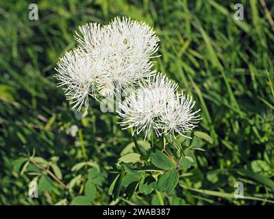 pure white lacy flowers of Alpine Meadow-rue (Thalictrum alpinum) amid green foliage growing in the foothills of the Italian Alps Stock Photo