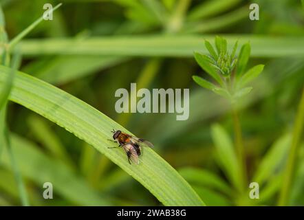 Hoverfly Leucozona lucorum, at rest on a blade of grass in an area designed to attract insects, RSPB Saltholme reserve, Teesside, May Stock Photo