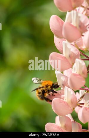 Bumble bee Common carder bee Bombus pascuorum, feeding on lupin flower in garden, May Stock Photo