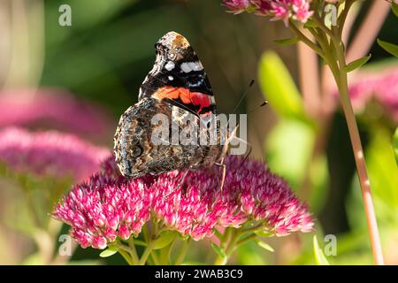 Red Admiral Vanessa atalanta, feeding on a Sedum flowerhead in a garden border, September Stock Photo