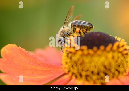 Honey Bee Apis mellifera, collecting pollen from  a Helenium flower in a garden border, County Durham, August Stock Photo