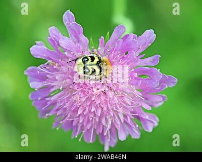 Eurasian Bee Beetle (Trichius fasciatus) or Paintbrush Beetle covered in pink pollen of Field Scabious flower (Knautia arvensis) - Italian Alps meadow Stock Photo