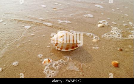 Beautiful Natural Scotch Bonnet Shell Isolated on Wet Sand Beach in the Sunlight Stock Photo