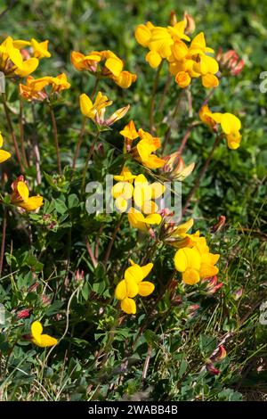 LOTUS CORNICULATUS flowering plan also known as Common Birds-foot-trefoil Stock Photo