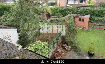 Storm damage showing a huge pine tree having fallen onto shed and a garden in England. Stock Photo