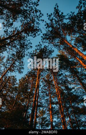 Beautiful trees over Lake Superior at sunset. Stock Photo