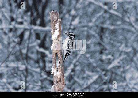 A downy woodpecker clings to a dead stump on a snowy day Stock Photo