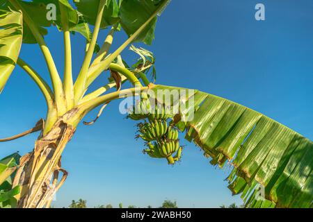 Cluster of bananas with flower hanging on tree against blue sky background. Banana blossom, Vegetable flower Banana purple color blooming rip for food Stock Photo