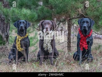 Labrador Retrievers posing for Christmas photographs Stock Photo