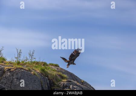 Against the calm sky of the Lofoten Islands, a majestic white-tailed eagle embarks on a flight, showcasing the grandeur of its expansive wingspan Stock Photo