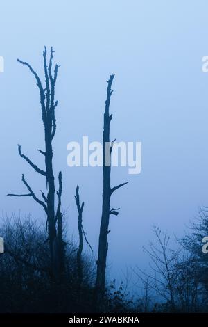 Silhouette of trees in thick, dark fog Stock Photo - Alamy
