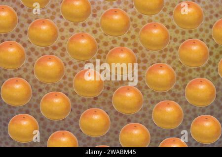Pattern made of whole ripe ruby grapefruit on its peel abstract background Stock Photo