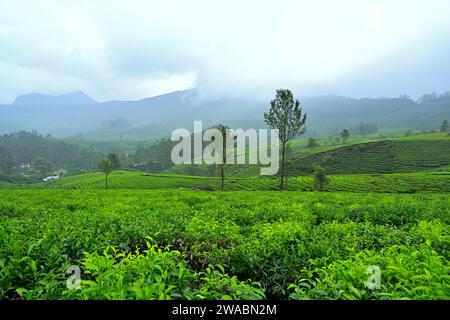 Lockhart Tea Plantations, Kerala | Two trees in the middle of the tea plantations Stock Photo
